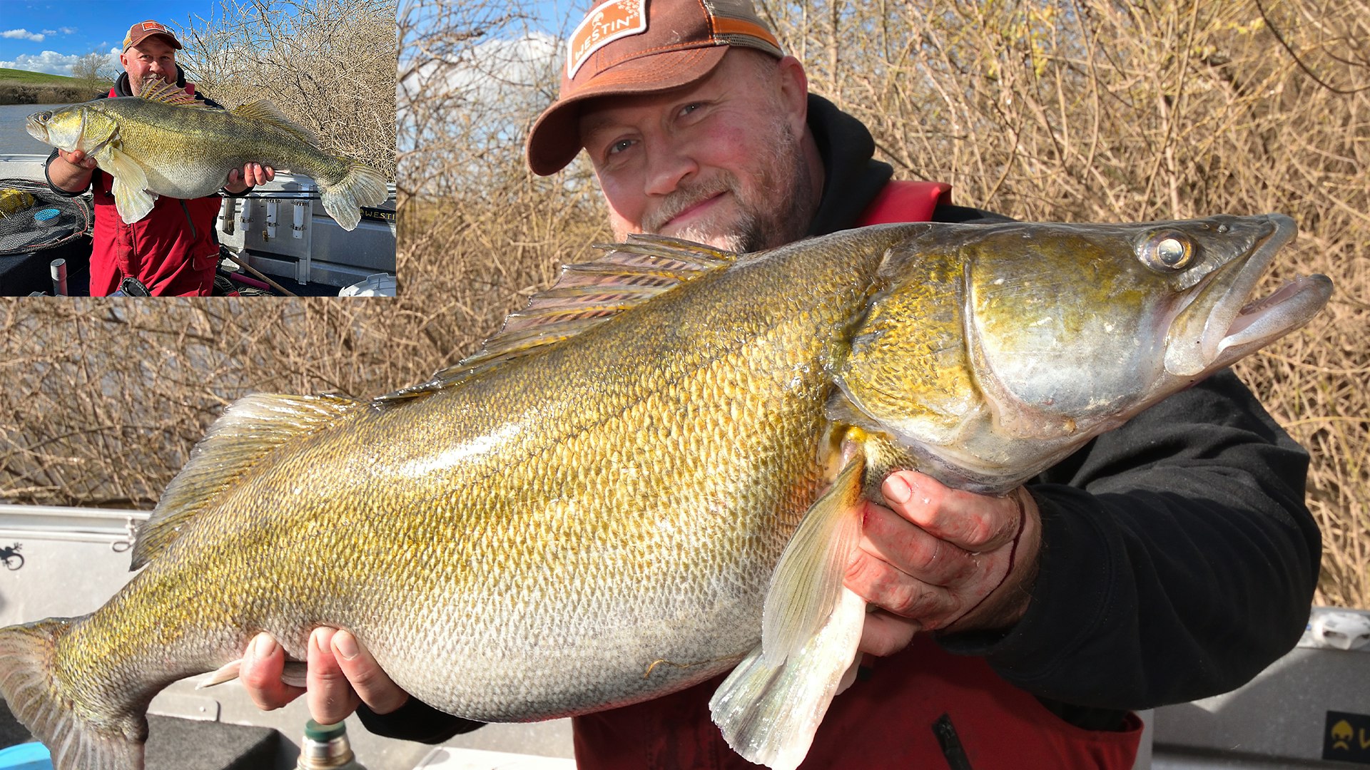 The biggest UK zander brace in history! | Angling Times